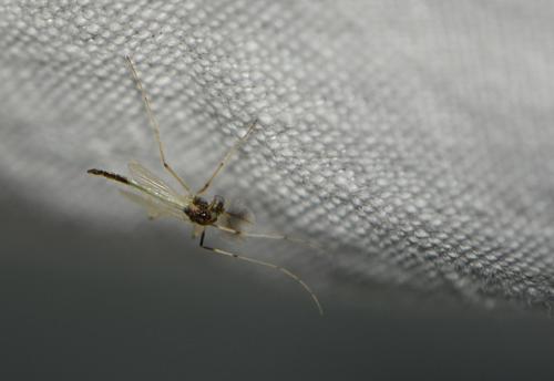 Réf. 334 888 : Microtendipes pedellus